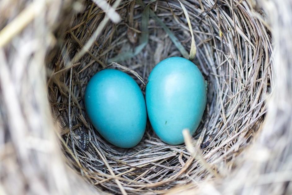 كيفية توصيل Google Nest بشبكة WiFi